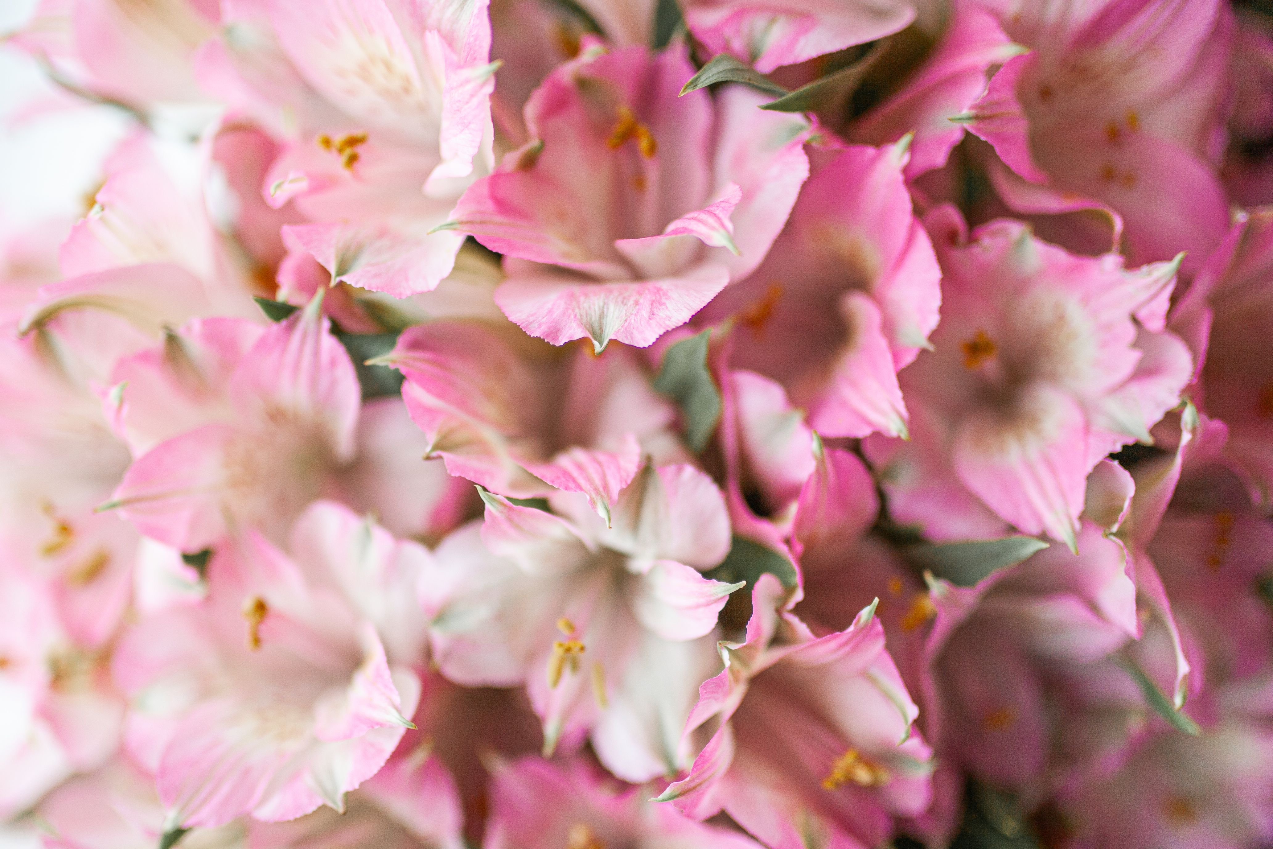 Alstroemeria flowers