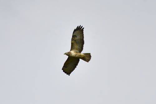 bayağı şahin, buteo buteo, gökyüzü içeren Ücretsiz stok fotoğraf