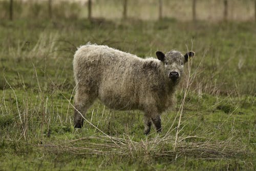 Darmowe zdjęcie z galerii z fotografia zwierzęcia, owca, pastwisko