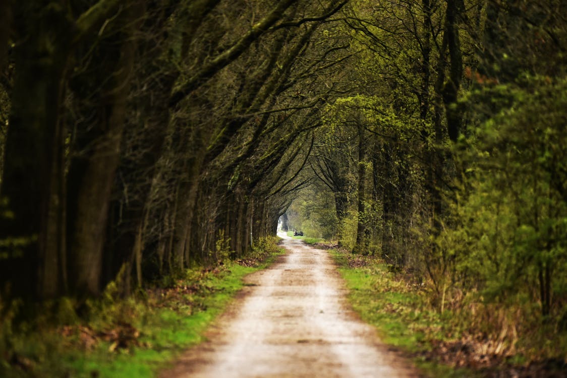 Foto profissional grátis de árvores, ecológico, estrada de terra