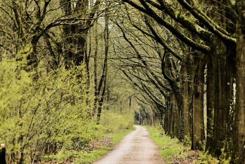 Foto stok gratis hutan, jalan tanah, kebun