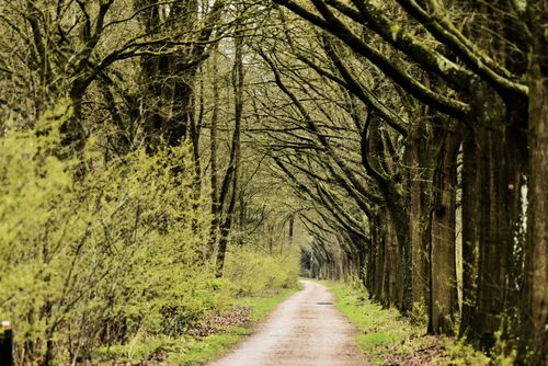 Free Serene dirt road flanked by tall trees and fresh spring foliage in a tranquil forest setting. Stock Photo