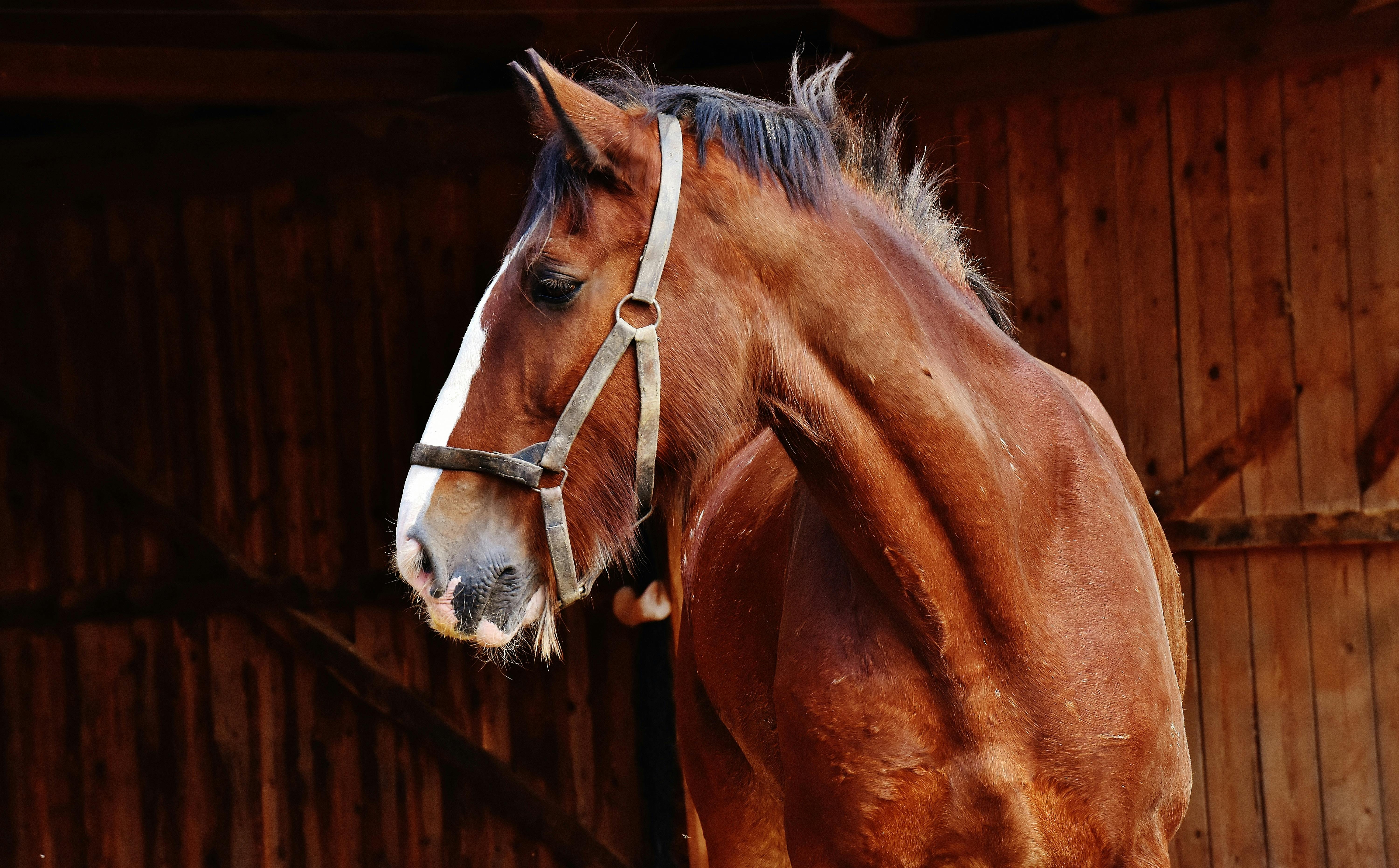250+ Pferd Fotos · Pexels · Kostenlose Stock Fotos