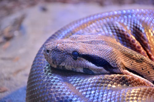 @户外, python, 动物头 的 免费素材图片