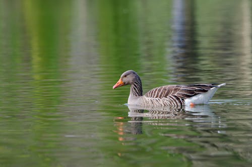 Ilmainen kuvapankkikuva tunnisteilla greylag hanhet, harmahtava hanhi, järvi