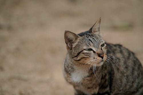 Бесплатное стоковое фото с hdphoto, белый коричневый кот, взгляд