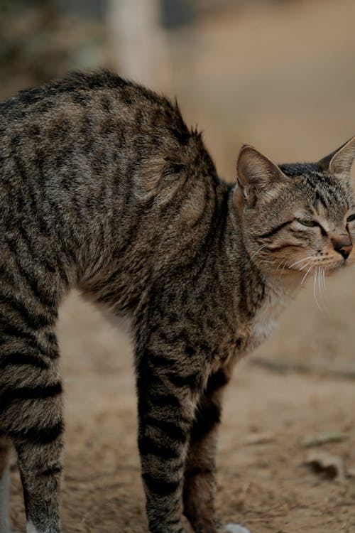 Бесплатное стоковое фото с hdphoto, белый коричневый кот, кошка