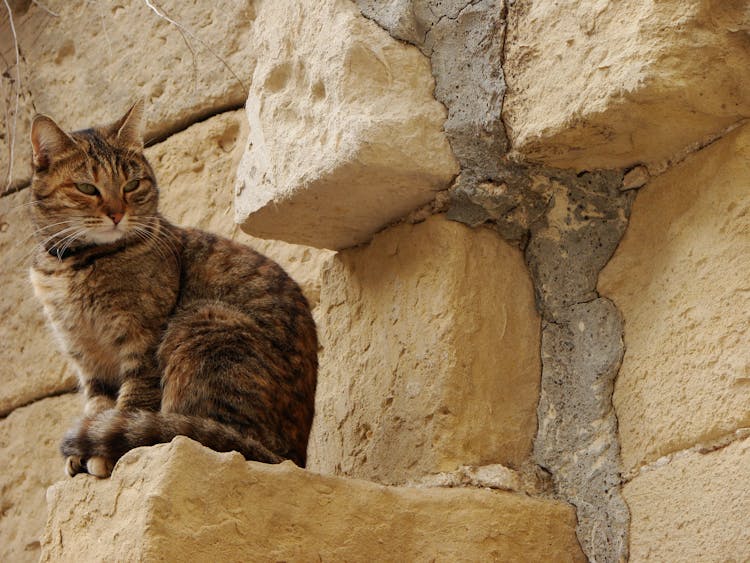 Brown And Black Tabby Cat