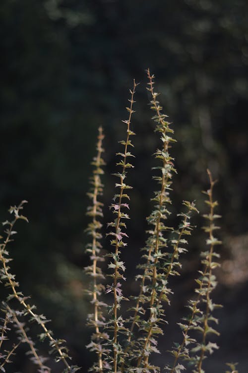 A plant with small leaves and stems in the woods