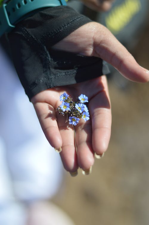 A person holding a small flower in their hand