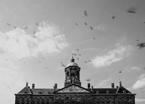 Black and white photo of birds flying over a building