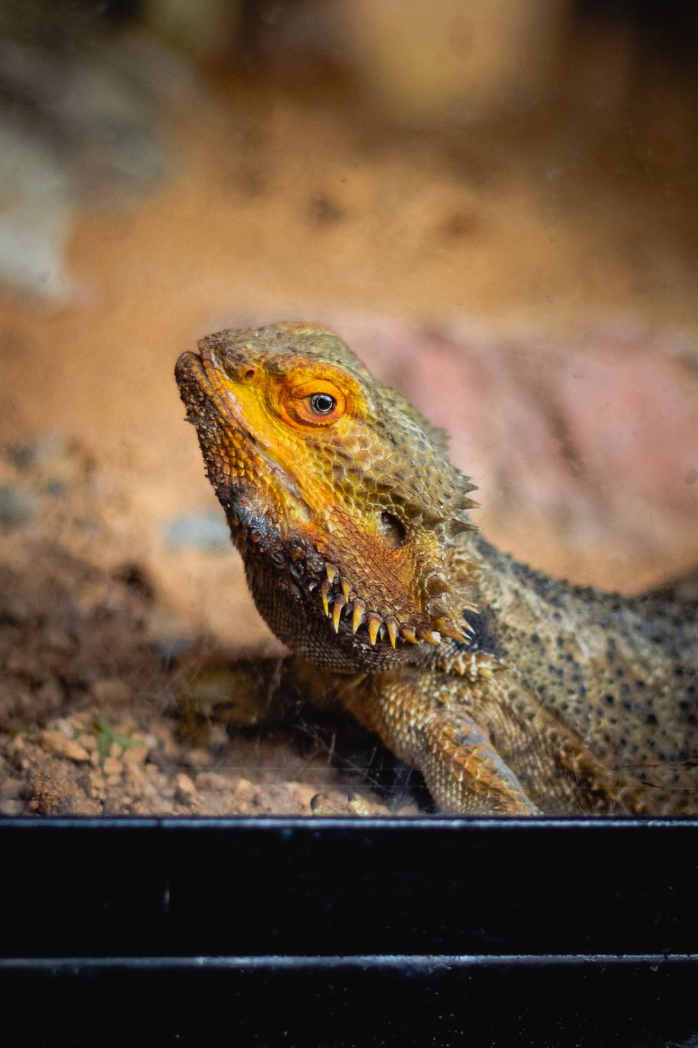 Central bearded dragon inside an indoor terrarium habitat