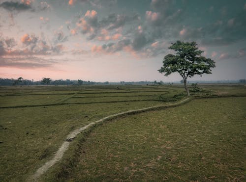 View of a Footpath on a Cropland at Sunset