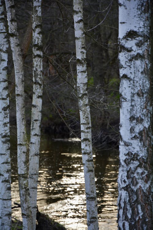 Birch trees by the water