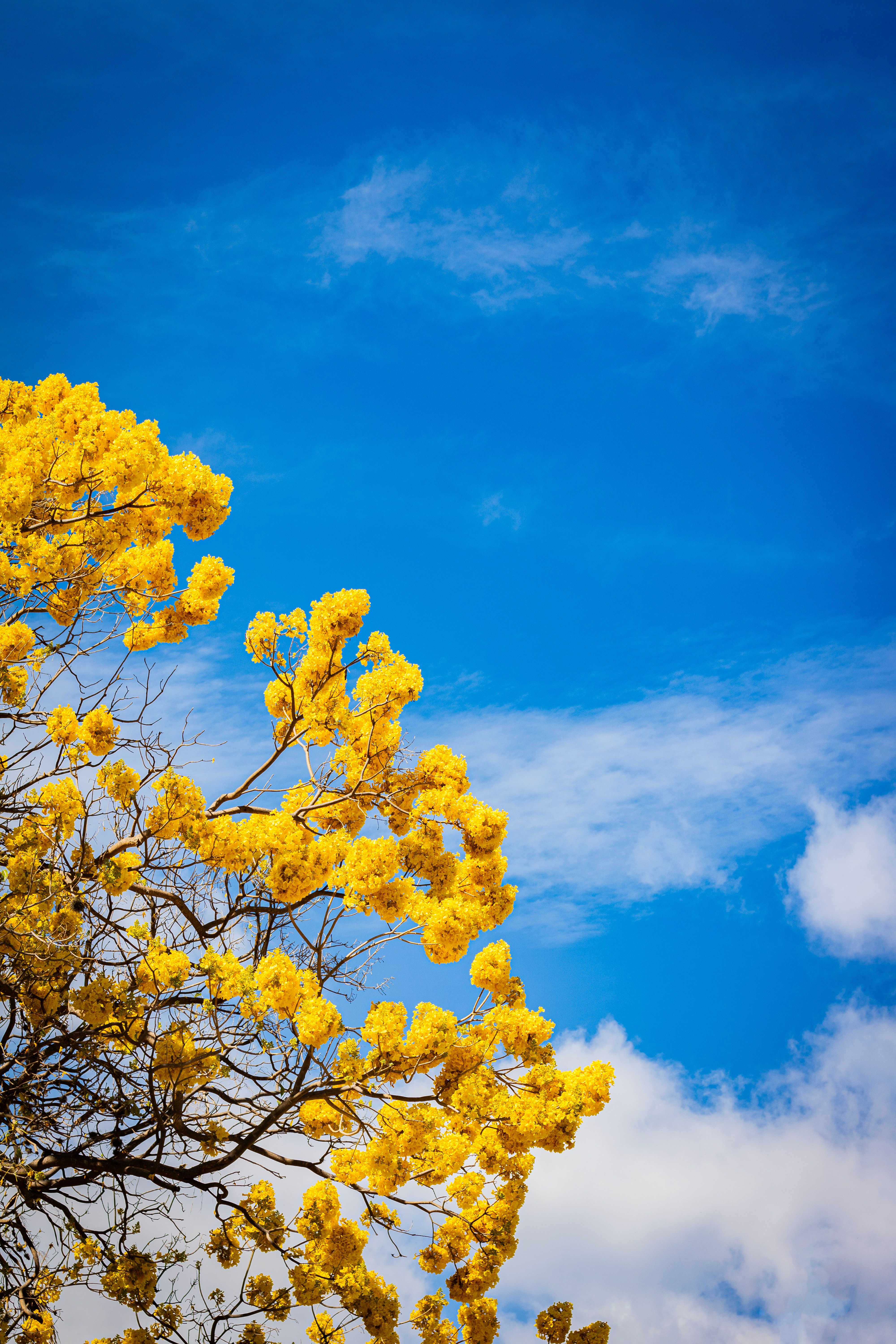 Vibrant yellow Tabebuia blossoms with a clear blue sky background in Ciudad Guzmán, Mexico.