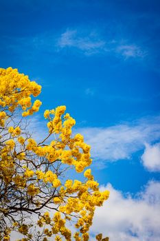 Vibrant yellow Tabebuia blossoms with a clear blue sky background in Ciudad Guzmán, Mexico.