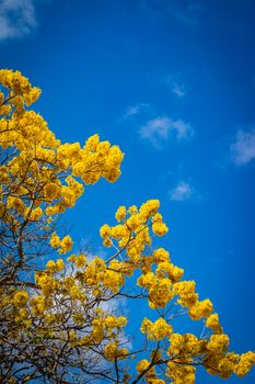 Vibrant yellow blossoms on a tree in Ciudad Guzmán, Mexico, with clear blue sky.