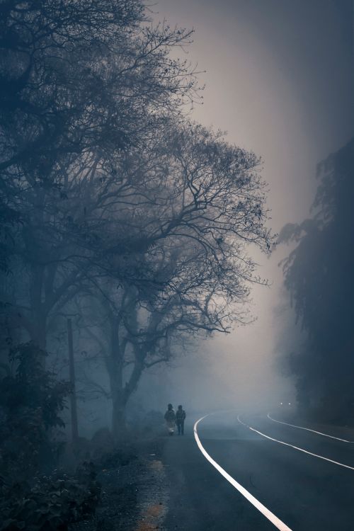 Free Atmospheric foggy road scene with silhouetted figures walking under bare trees. Stock Photo