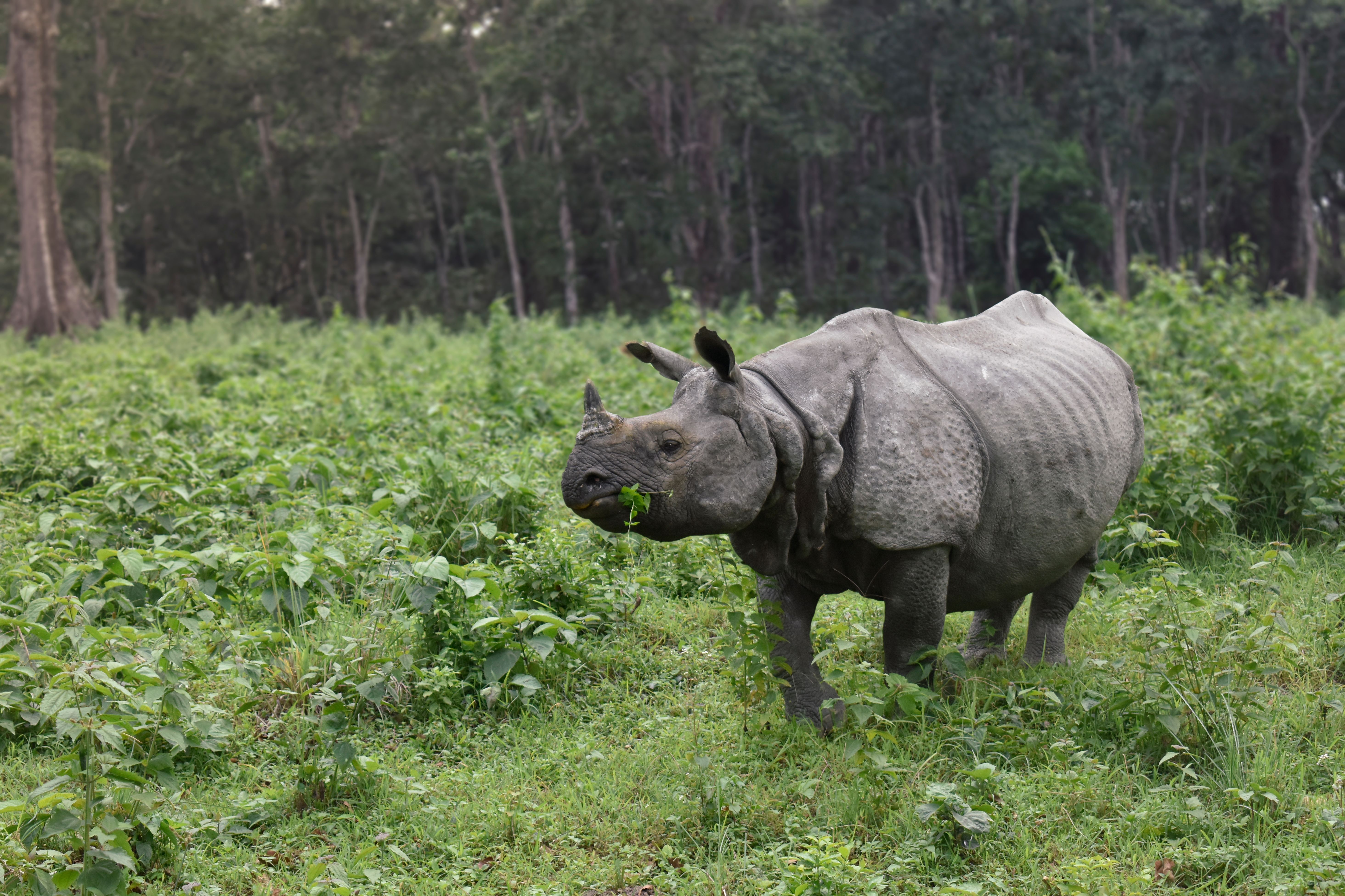 Undergraduate Certificate in Biodiversity Law 
