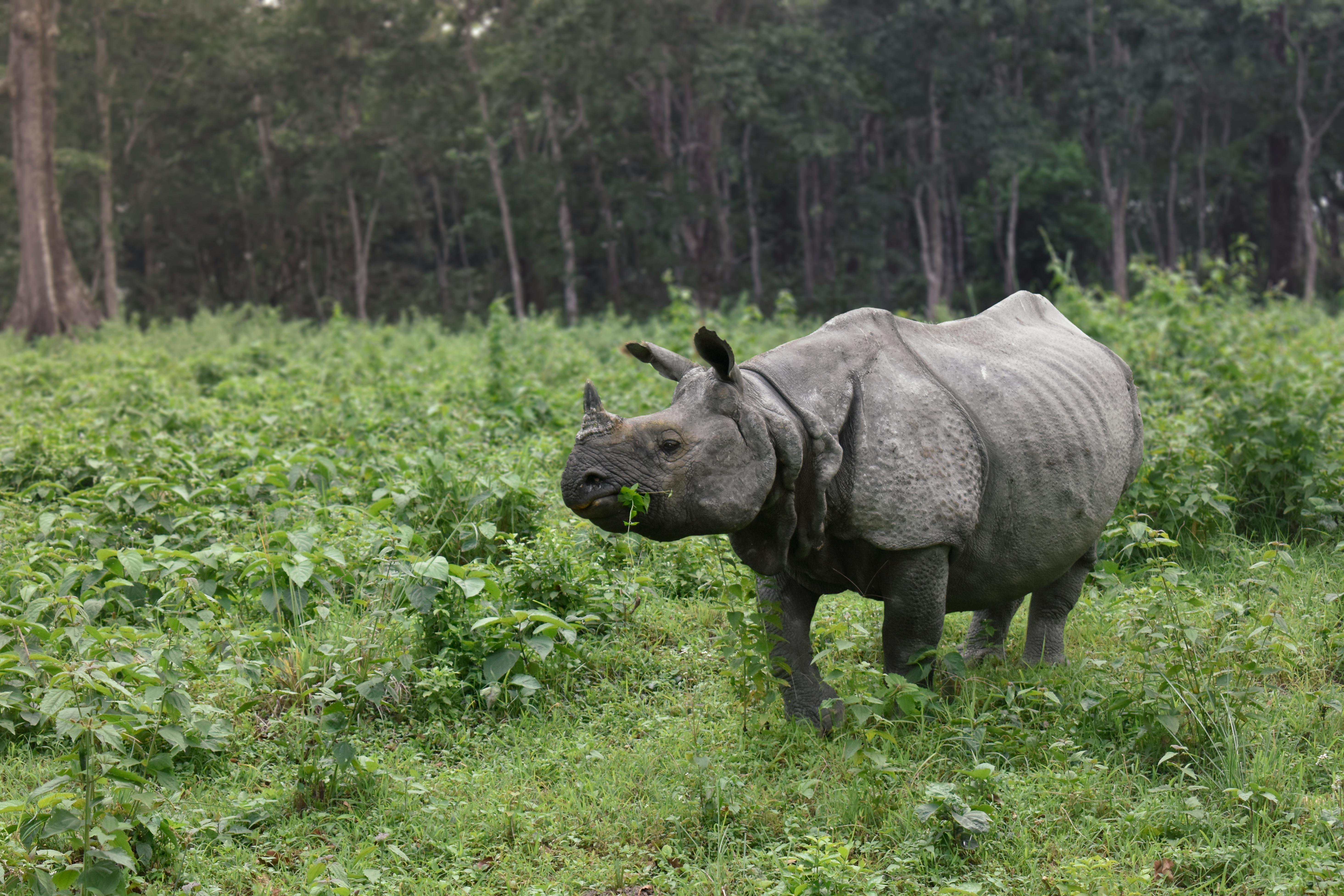 Gratuit Photos gratuites de animal, animal sauvage, asie Photos