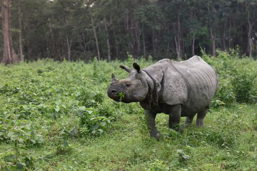 Free Capture of an Indian rhinoceros grazing peacefully in a lush jungle setting. Stock Photo