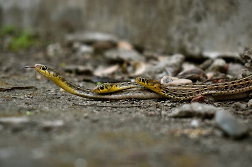 Fotobanka s bezplatnými fotkami na tému divý, dno, had