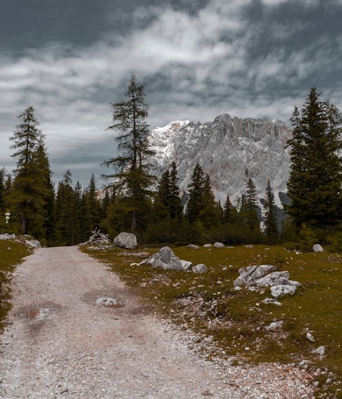 Foto d'estoc gratuïta de arbres, bosc, camí de carro