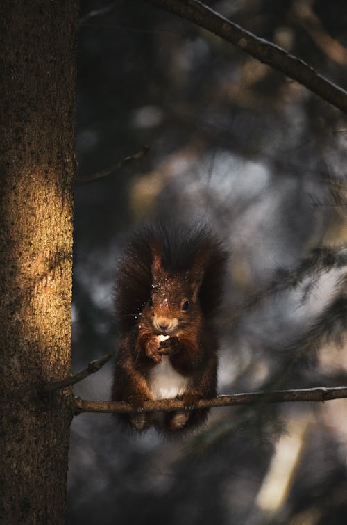 A squirrel sitting on a tree branch in the woods