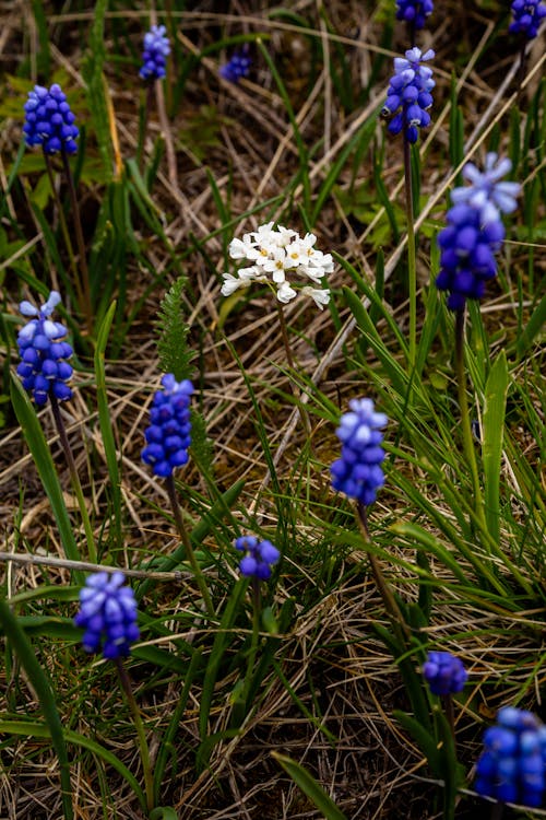 A small white flower in the middle of a field of blue flowers
