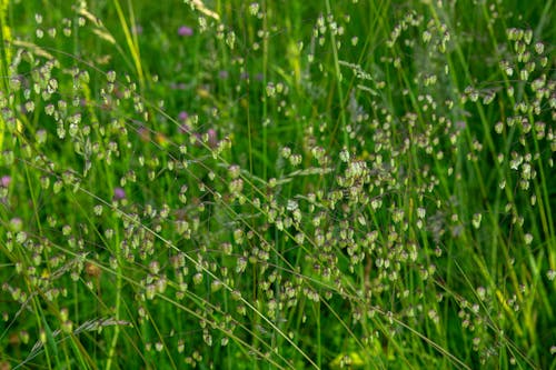 Abundance of Thin Flowers on Meadow