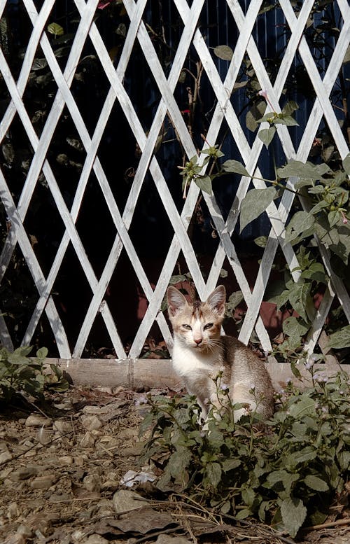 A cat sitting in front of a fence