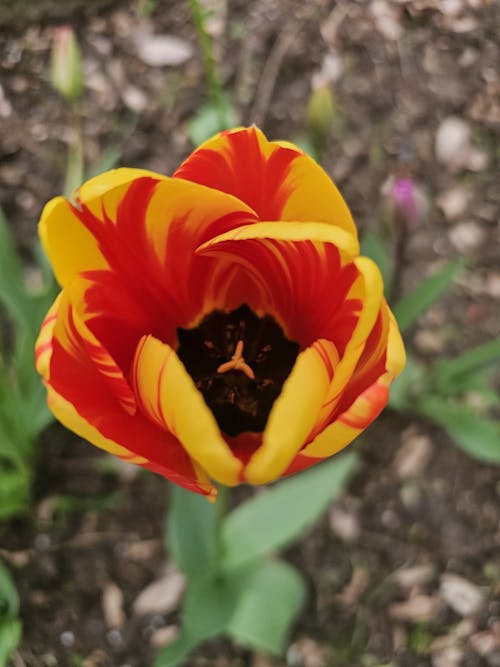 A single tulip with a red and yellow center