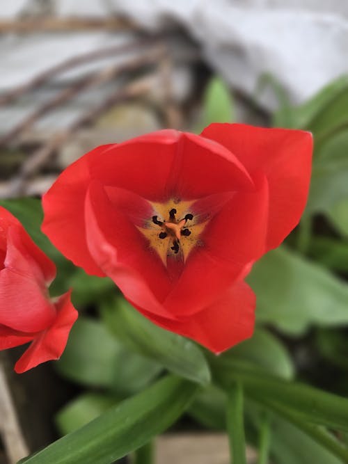 Immagine gratuita di avvicinamento, crescita, fiore rosso