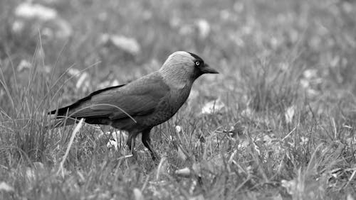 A black and white photo of a bird standing in the grass