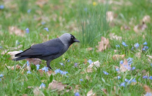 A bird is standing in the grass