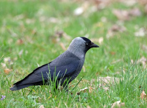 A black and gray bird standing in the grass