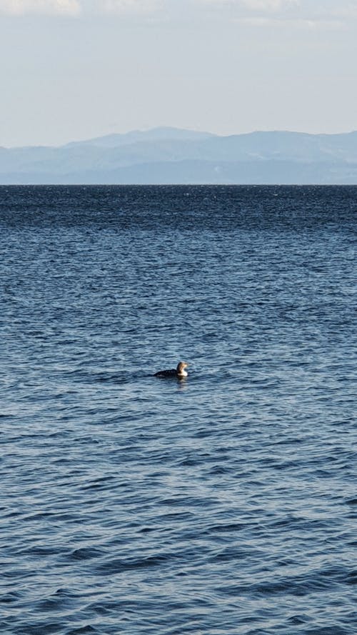 A seal swimming in the ocean near mountains