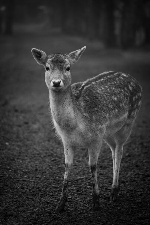 A black and white photo of a deer standing in the woods