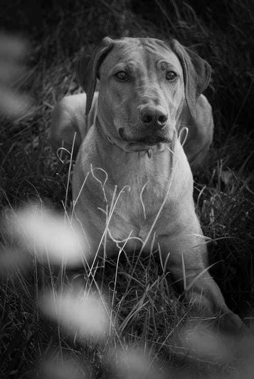 A black and white photo of a dog laying in the grass