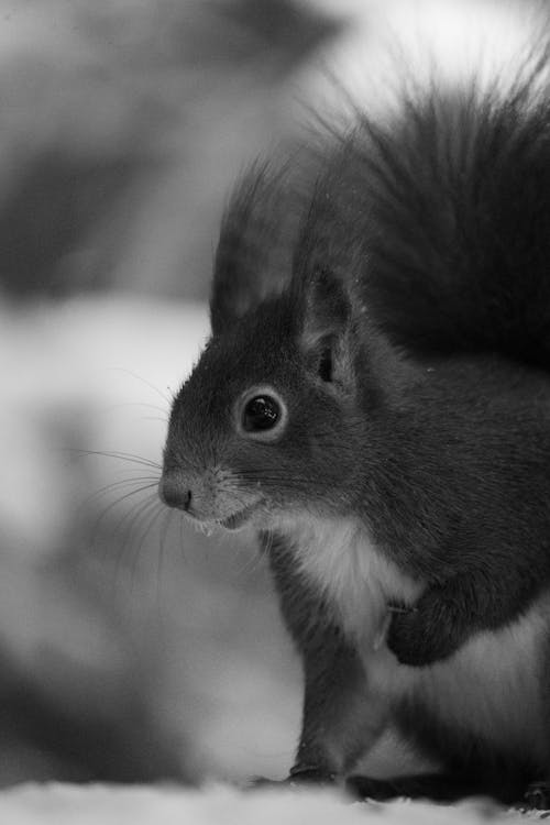 Black and white photo of a squirrel in the snow