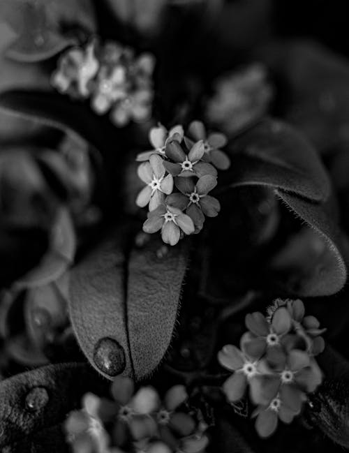 Black and white photograph of flowers with water drops