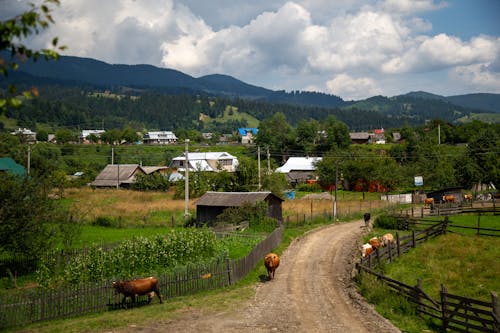 A dirt road with cows and a farm in the background