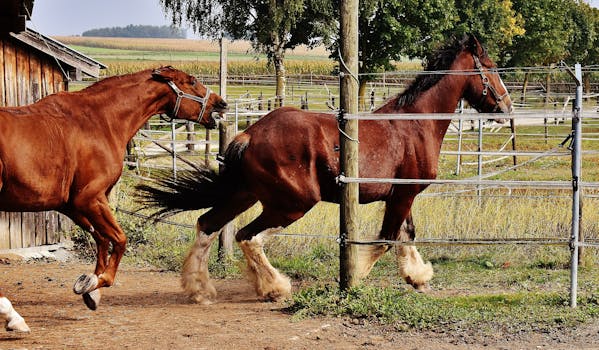 horse behavior, horse body language