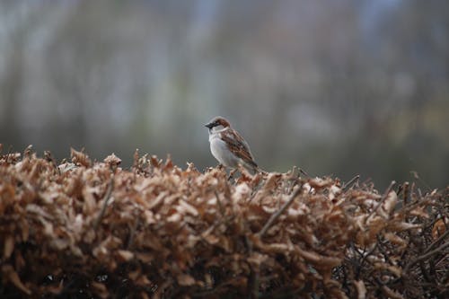 Sparrow on a Shrub 