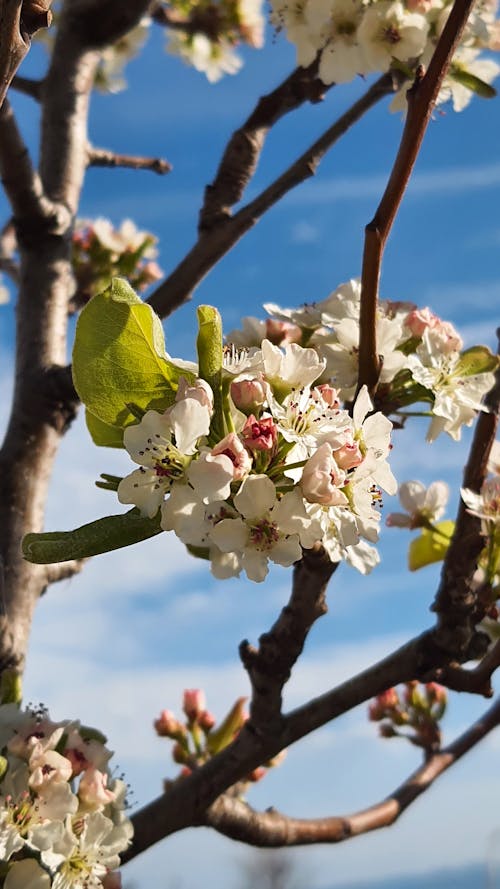 Immagine gratuita di albero, bianco, ciliegia