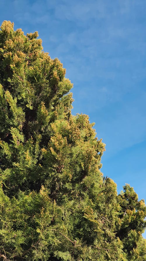 Close-up of a Bright Green Cypress 