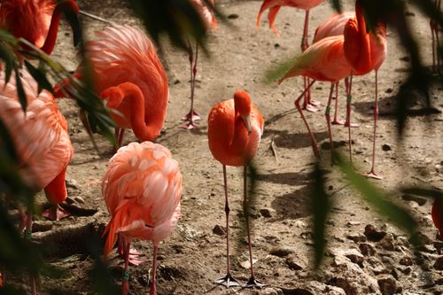 Free A group of vibrant pink flamingos standing together in their natural habitat, captured in stunning detail. Stock Photo