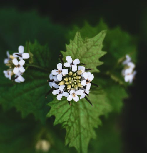 Foto stok gratis berbunga, bunga putih, daun-daun hijau