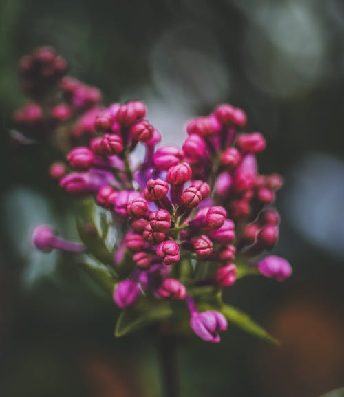 Close-Up of a Budding Lilac