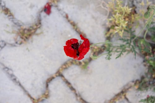 Kostenloses Stock Foto zu blatt, blühen, blume